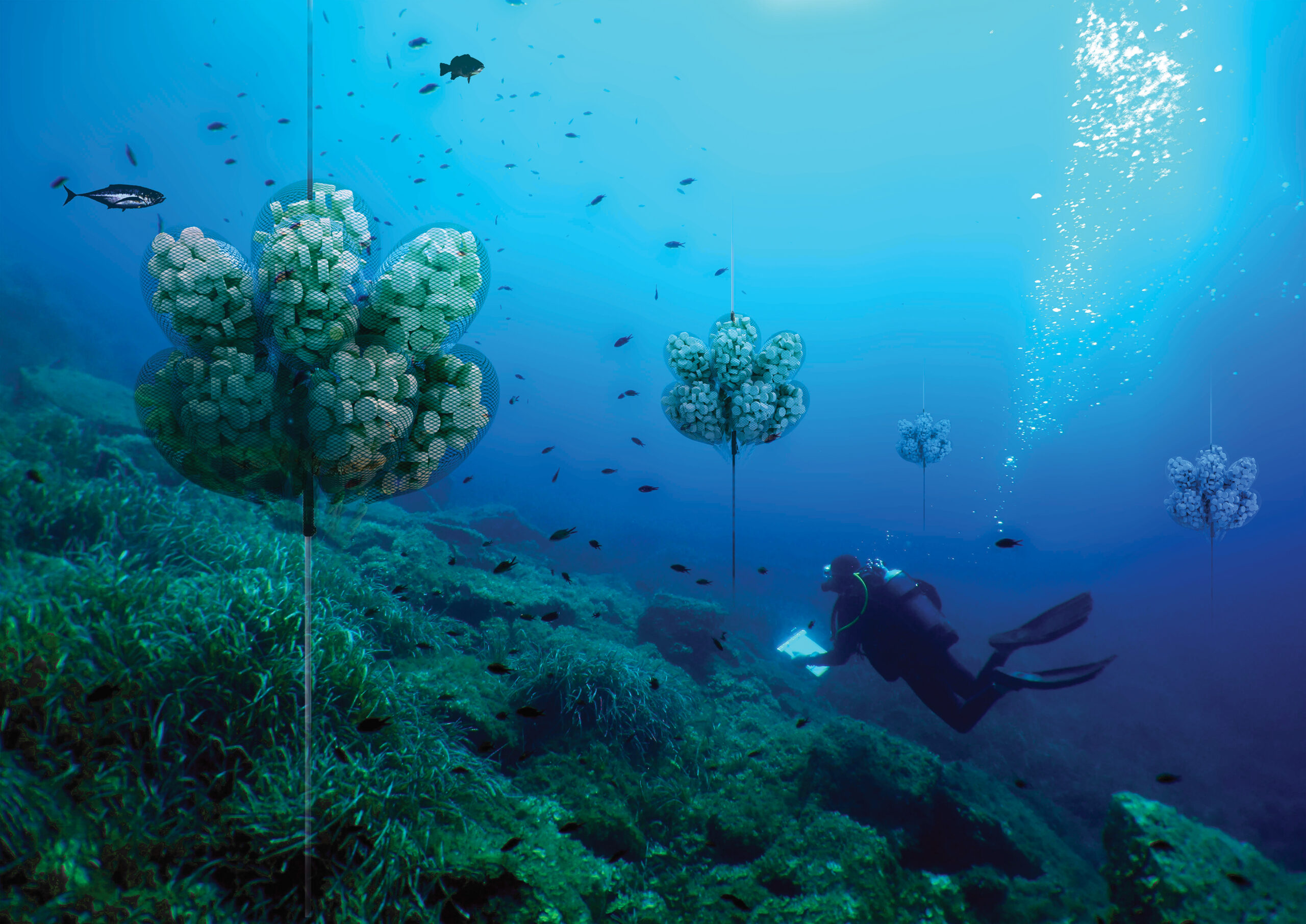 Plongeur étudiant un écosystème sous-marin, poissons et herbiers — photographie officielle Pure Ocean